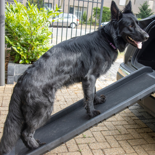 Premium Hundeleiter - Kunststoff - Blau - Bis 90 KG